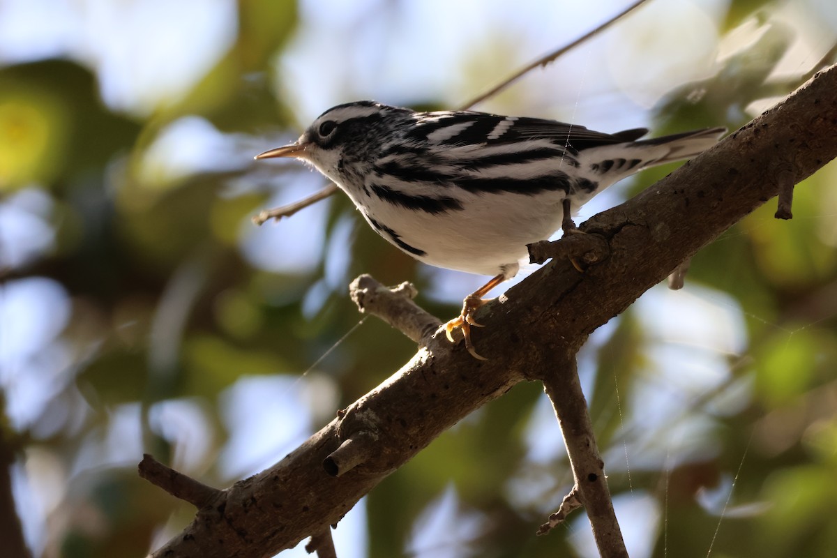 Black-and-white Warbler - ML612449384