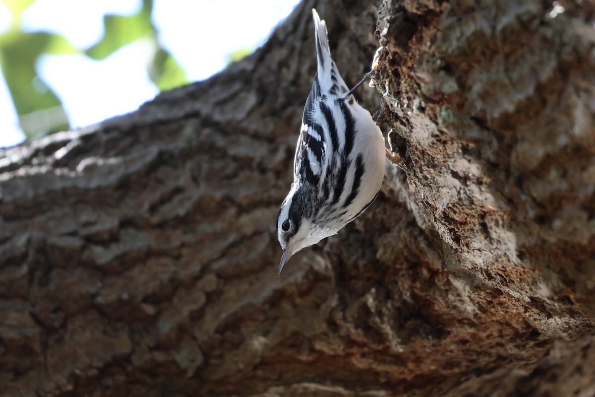 Black-and-white Warbler - ML612449385