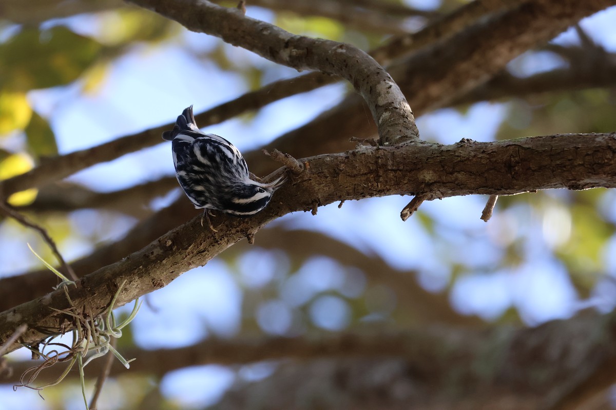 Black-and-white Warbler - ML612449386