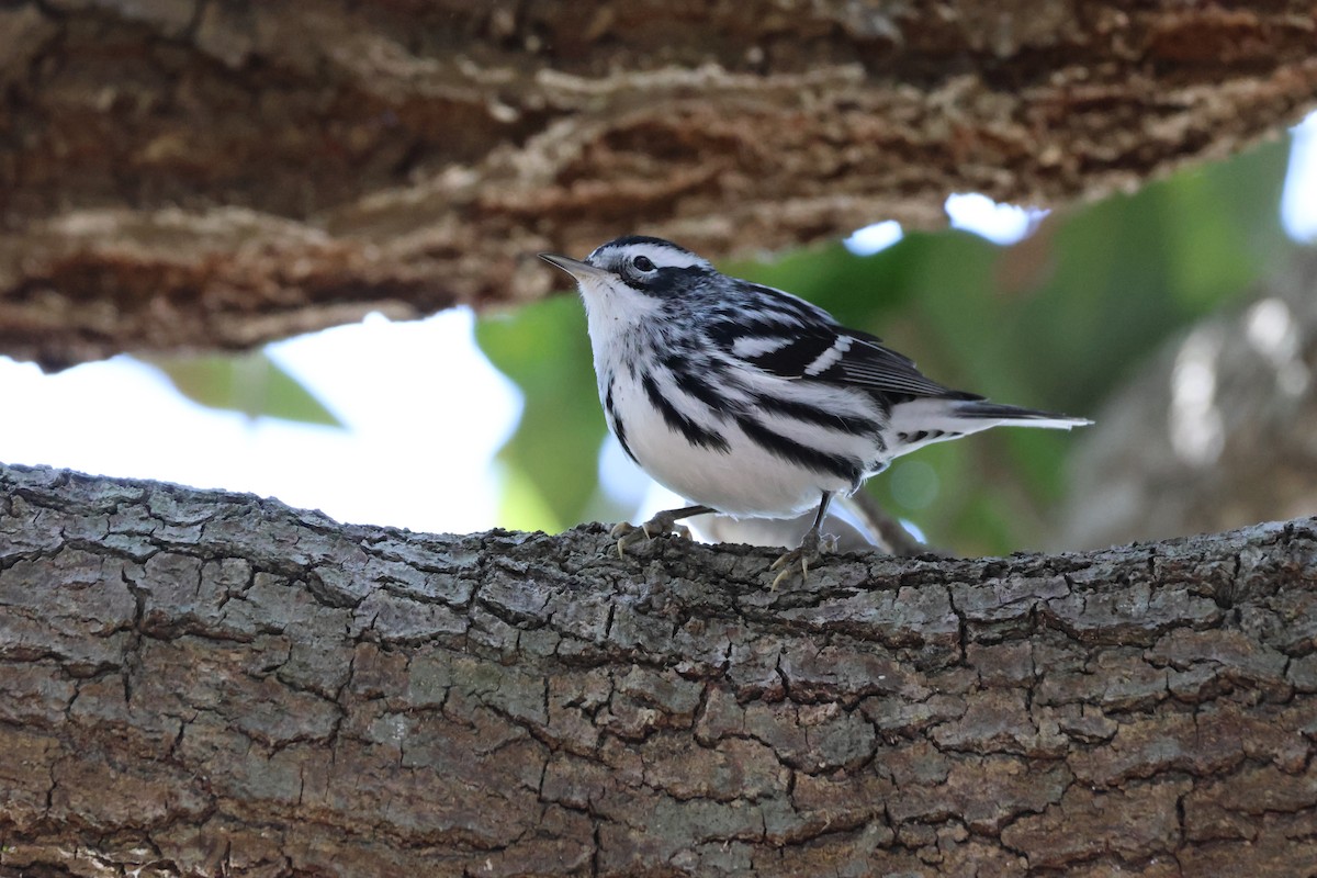 Black-and-white Warbler - ML612449388