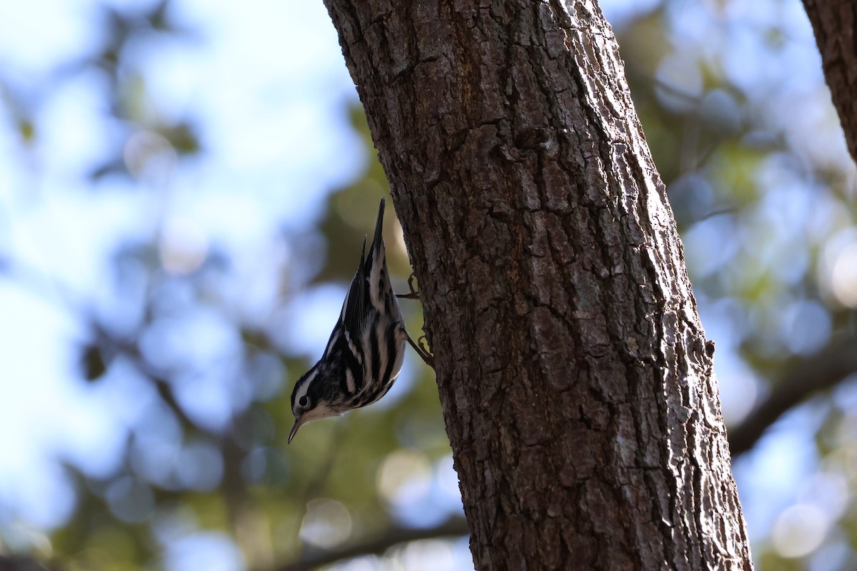 Black-and-white Warbler - ML612449406