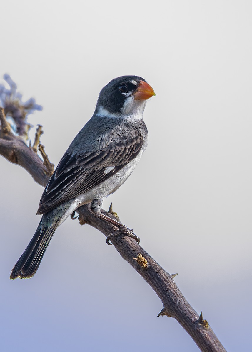 White-throated Seedeater - ML612449530