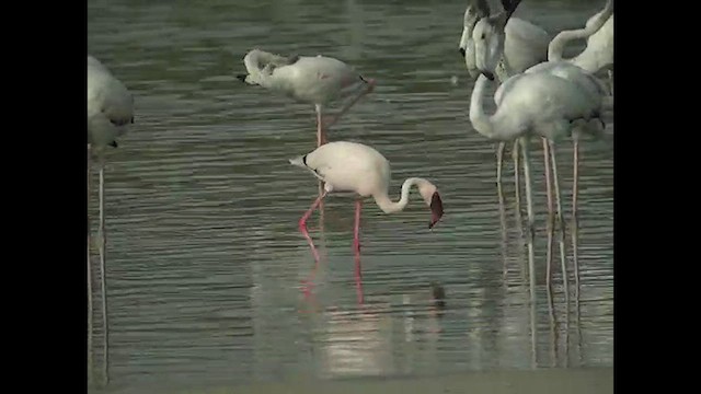 Lesser Flamingo - ML612449635
