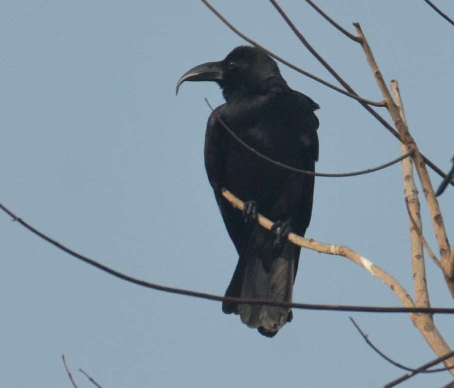 Large-billed Crow - ML612449733