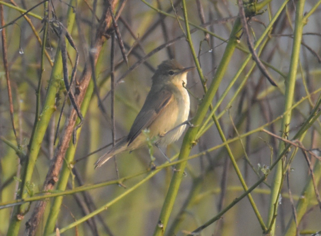 Blyth's Reed Warbler - BARUN DHARA