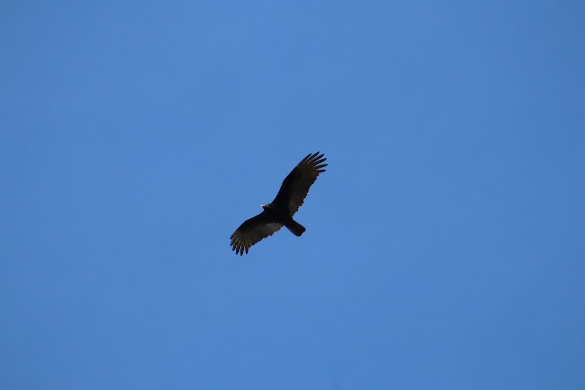 eBird Checklist - 20 Dec 2023 - Pleasure Acres Lake (Pleasant Acres ...