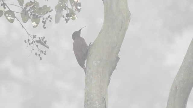 Rufous Woodpecker - ML612450290