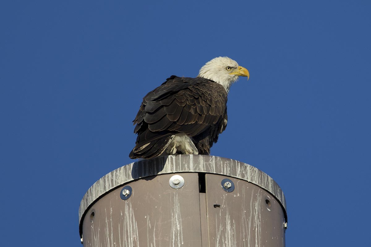 eBird Checklist 20 Dec 2023 Frying Pan Farm Park 22 species (+1