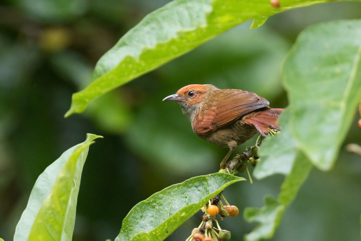 Red-faced Spinetail - ML612450833