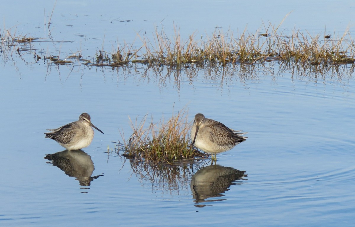 Long-billed Dowitcher - ML612450998