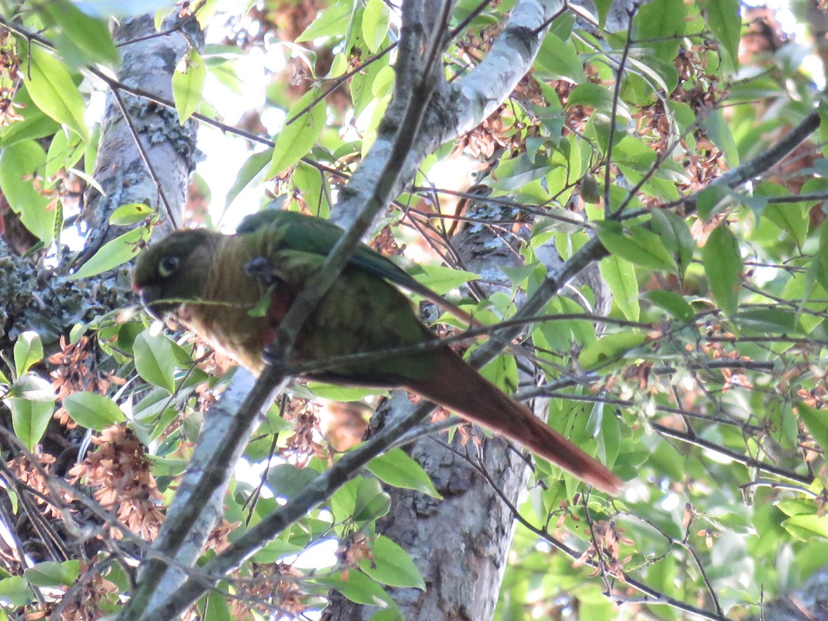 Kahverengi Kulaklı Papağan (chiripepe) - ML612451277