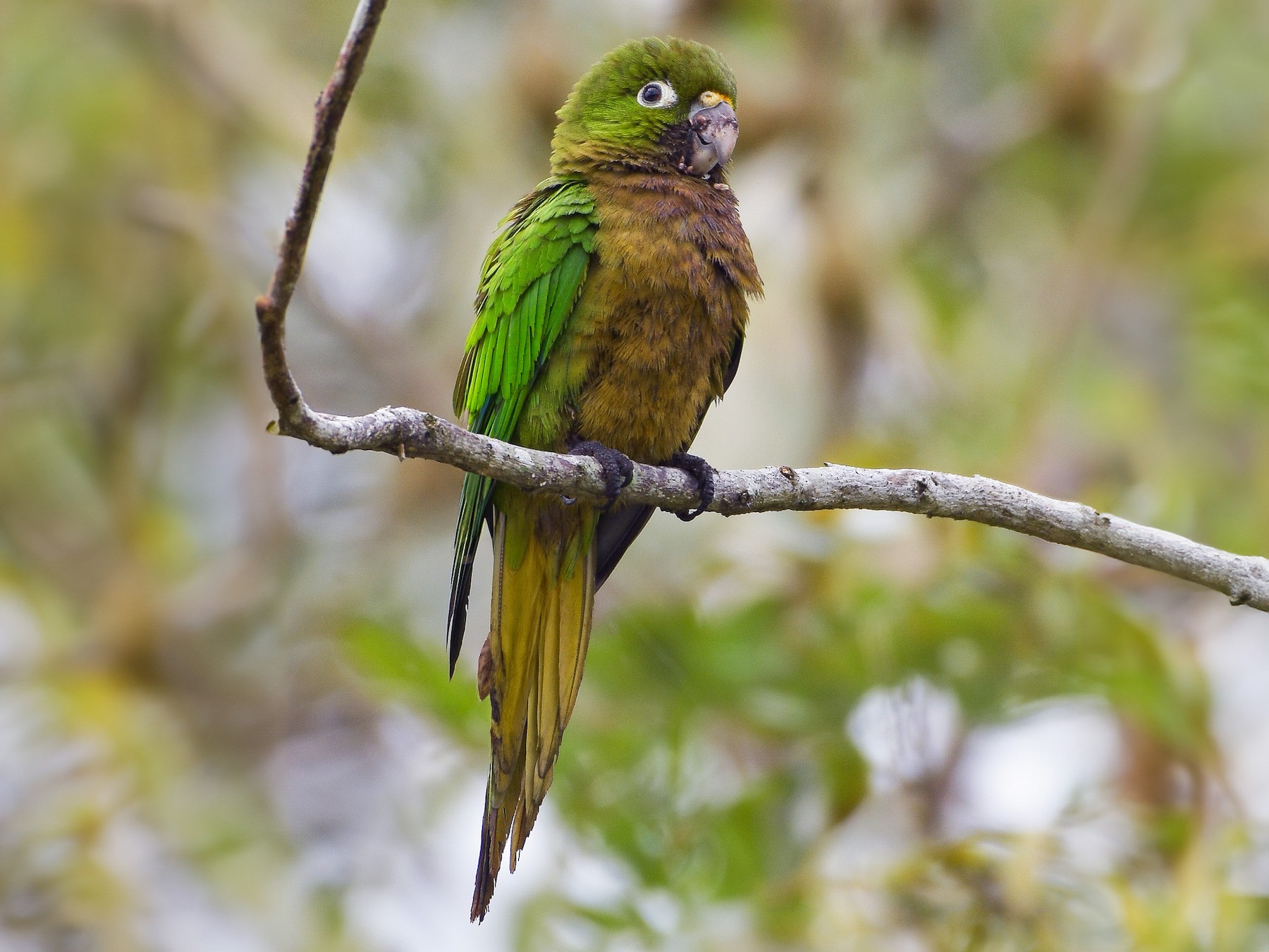 Olive-throated Parakeet - Carlos Echeverría