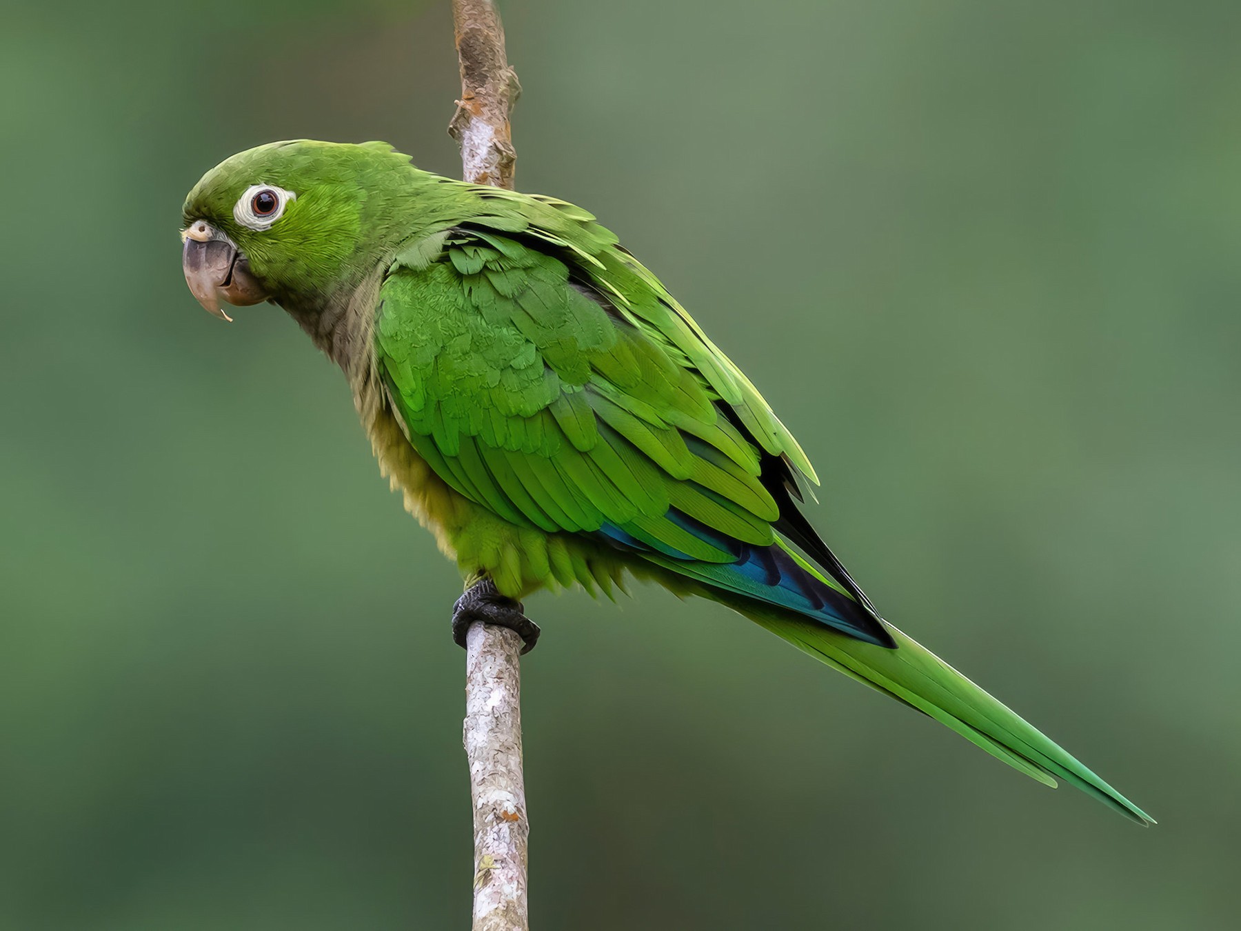 Olive-throated Parakeet - fernando Burgalin Sequeria