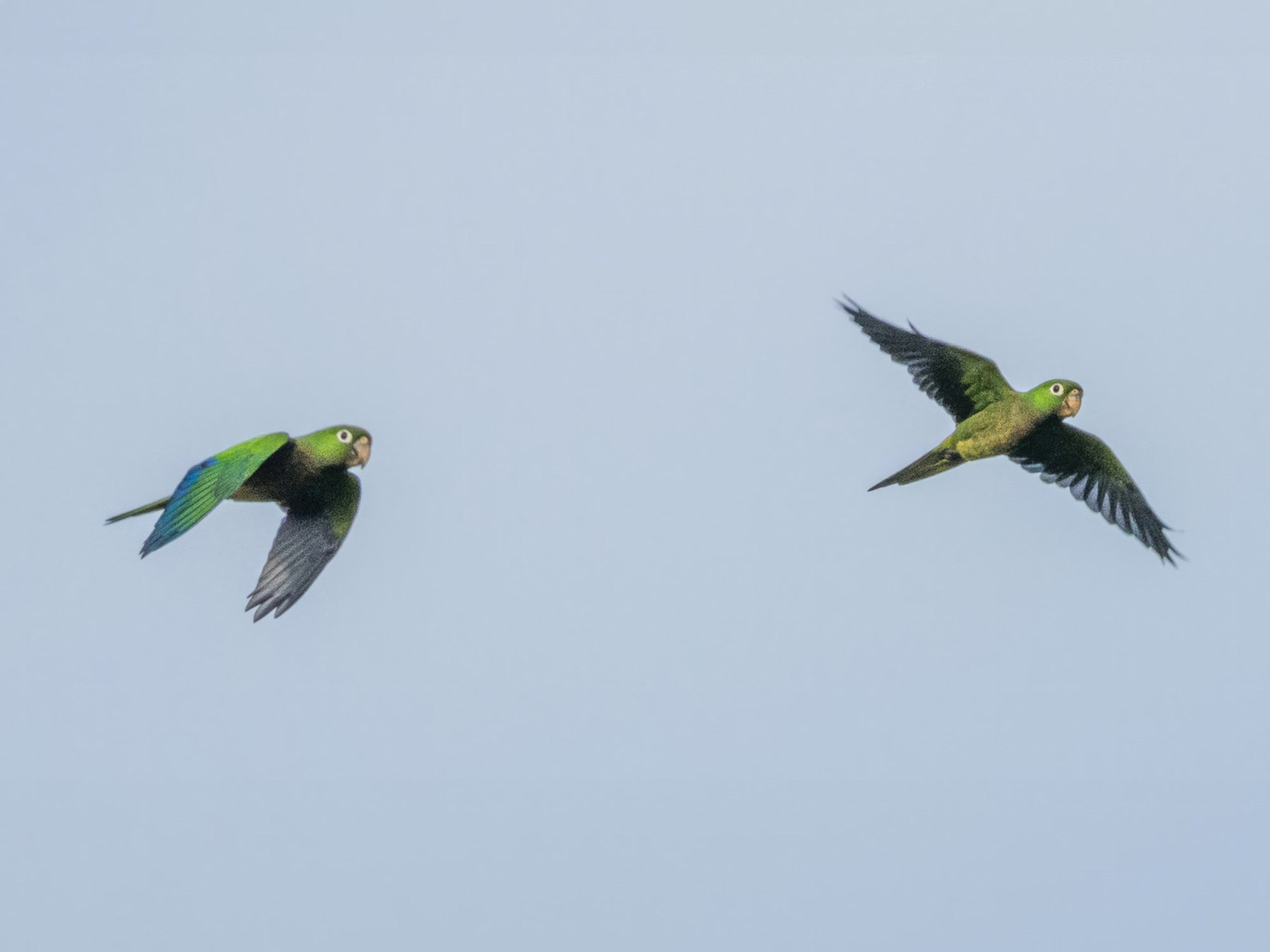 Olive-throated Parakeet - Karl Wirth