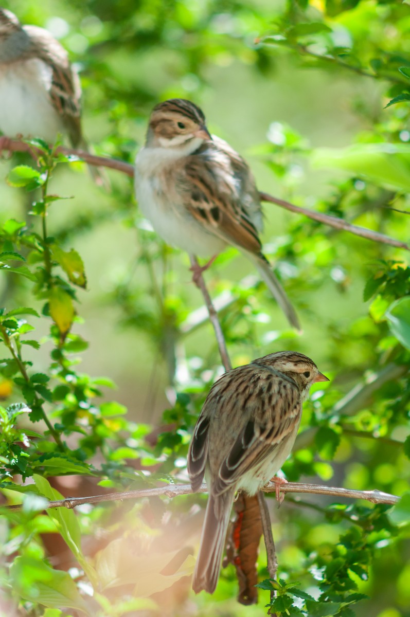 Clay-colored Sparrow - ML612451527