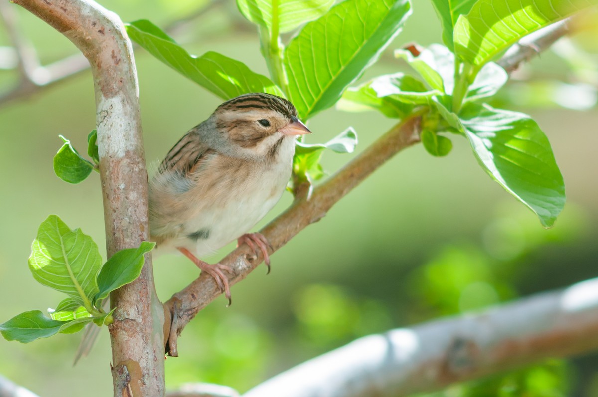 Clay-colored Sparrow - ML612451529
