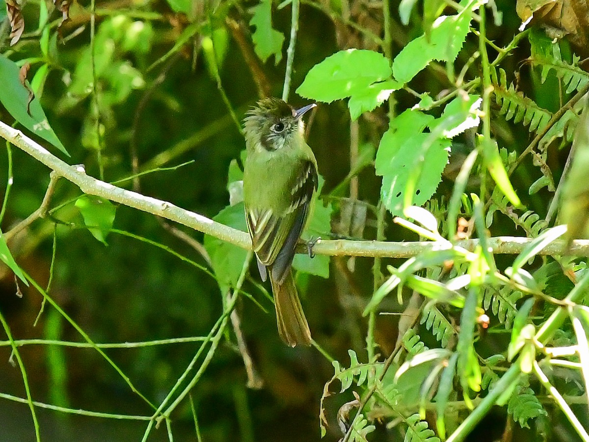 Sepia-capped Flycatcher - ML612451571