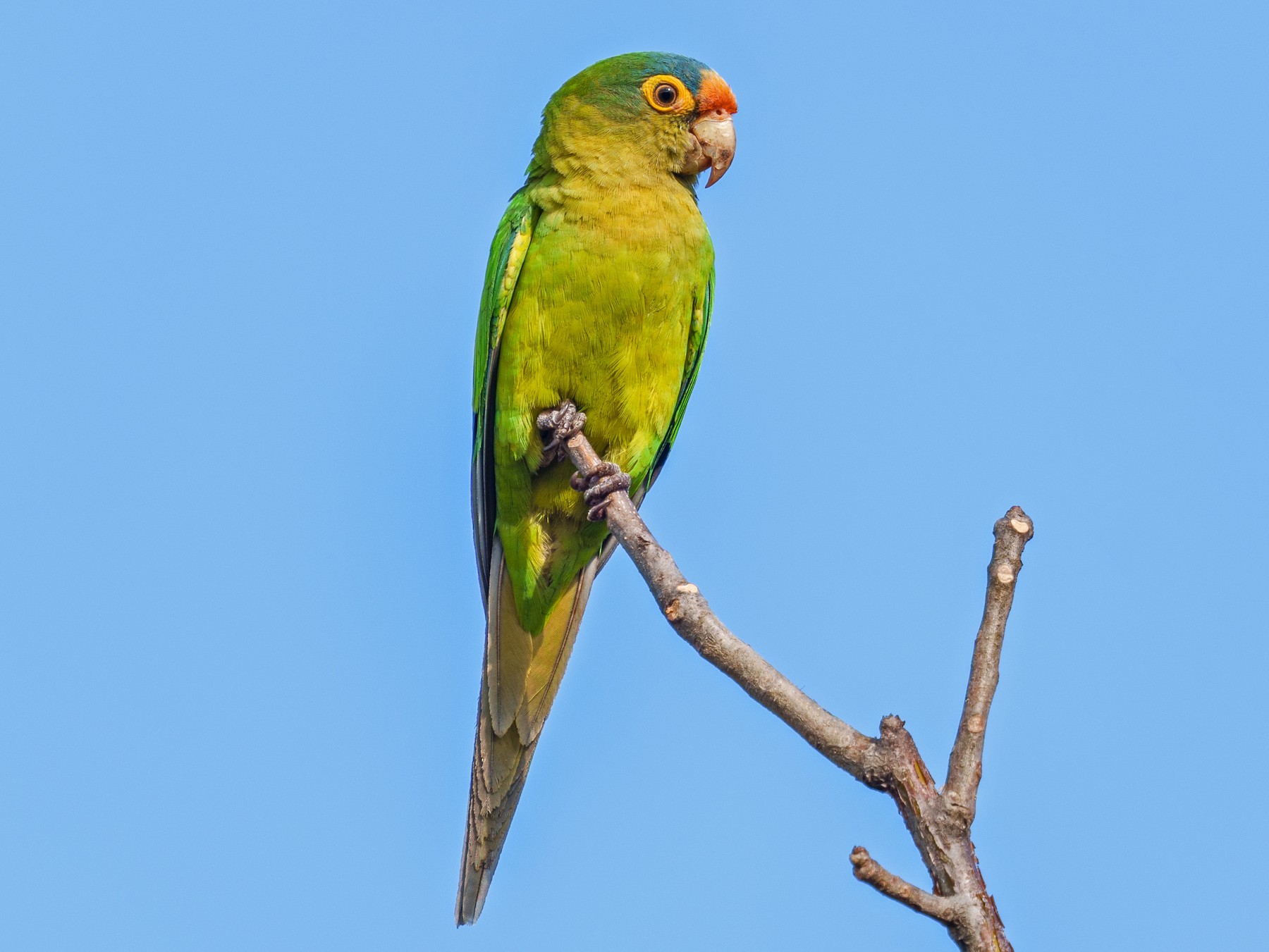 Orange-fronted Parakeet - Jeff Hapeman