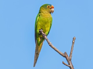  - Orange-fronted Parakeet