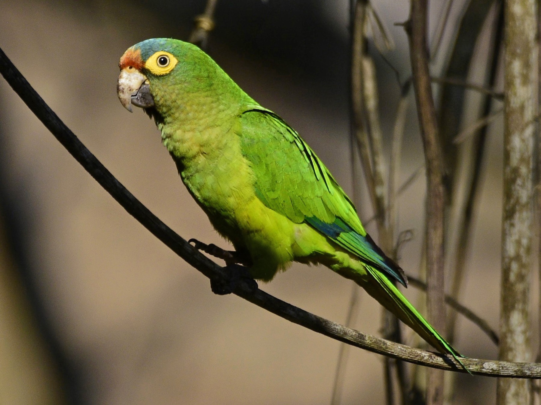 Orange-fronted Parakeet - David De Rivera Tønnessen