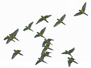  - Orange-fronted Parakeet