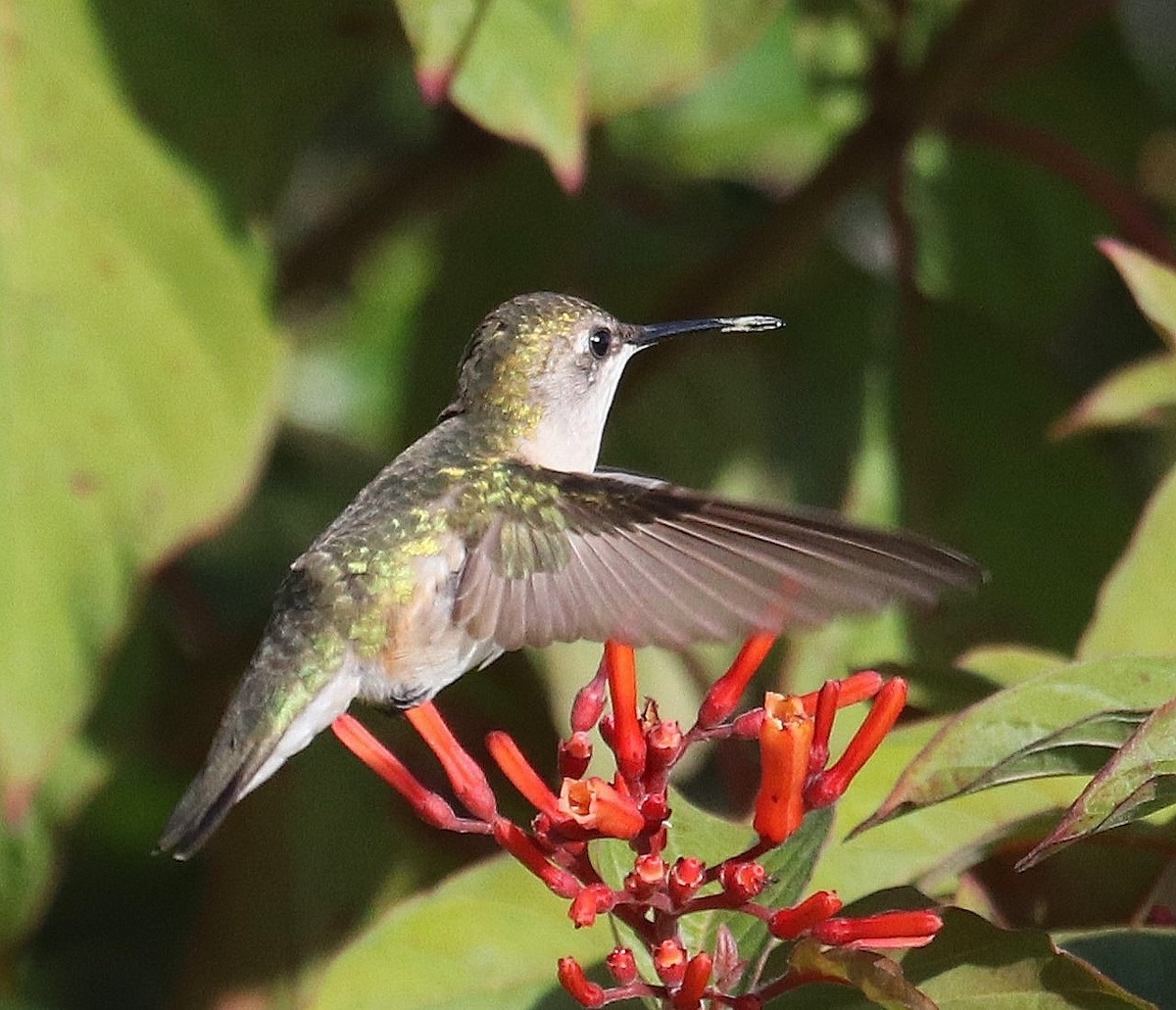Ruby-throated Hummingbird - ML612451995