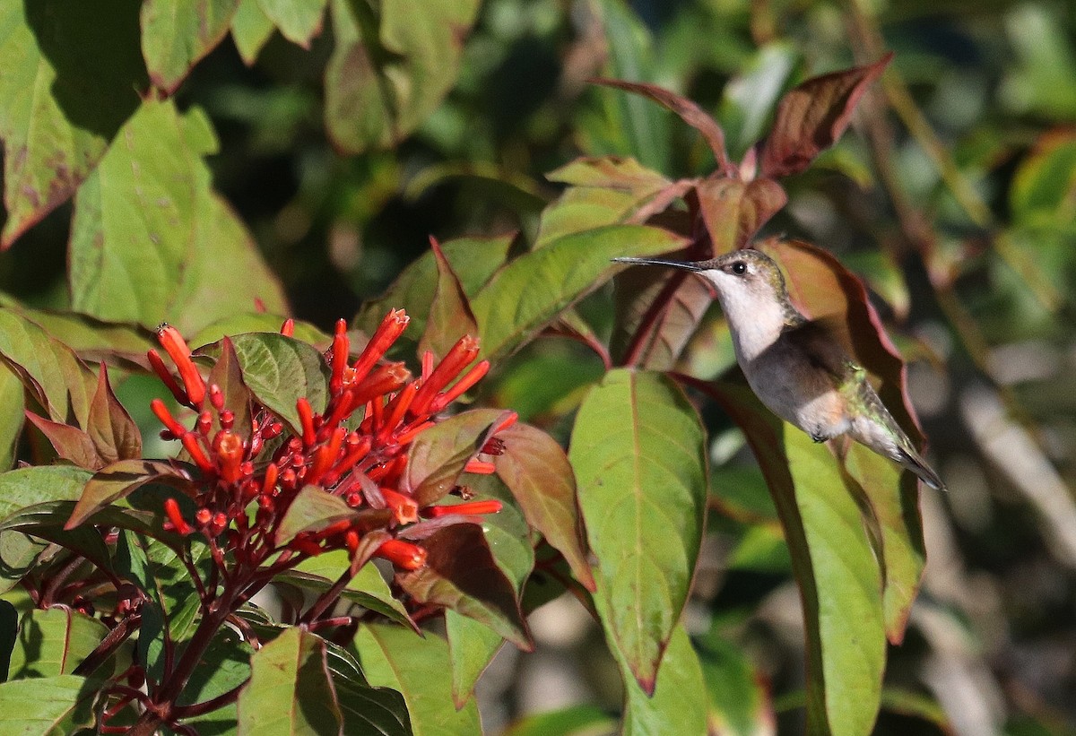 Ruby-throated Hummingbird - ML612451996