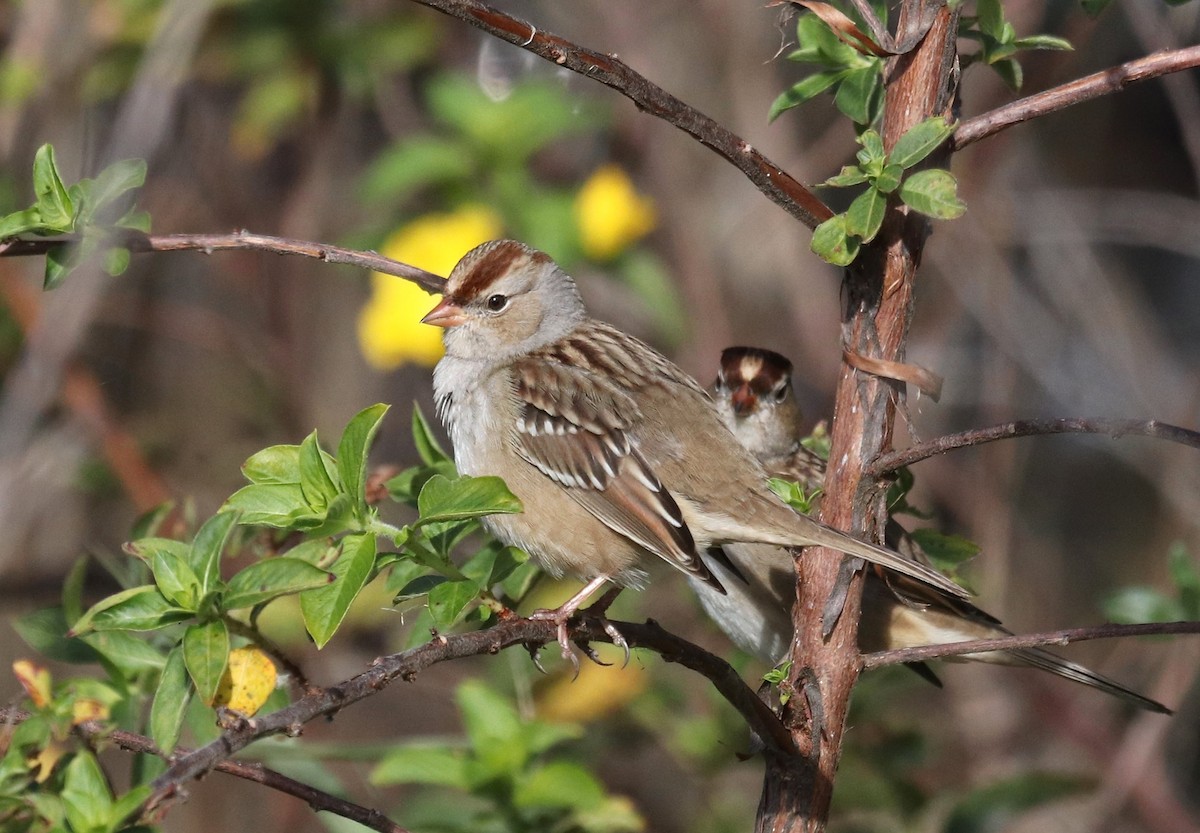 White-crowned Sparrow - ML612452016