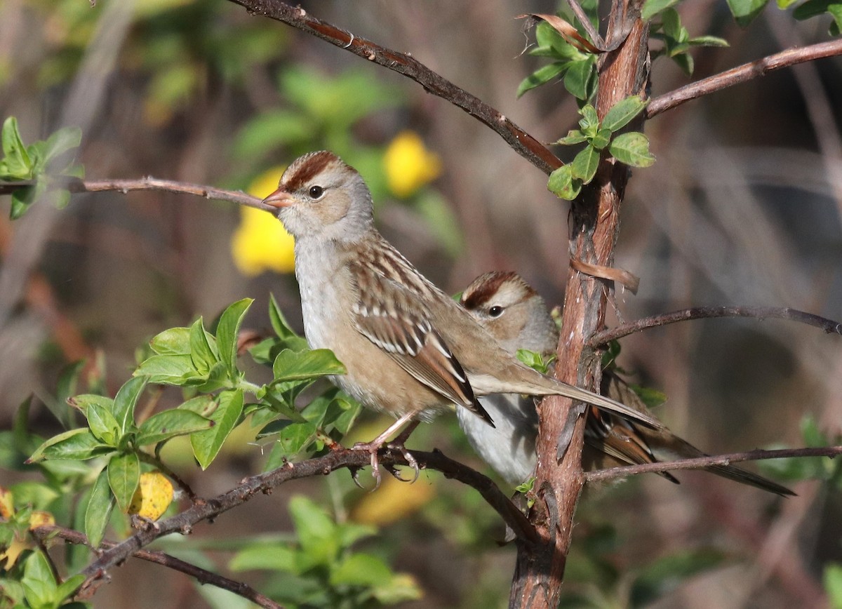 White-crowned Sparrow - ML612452017