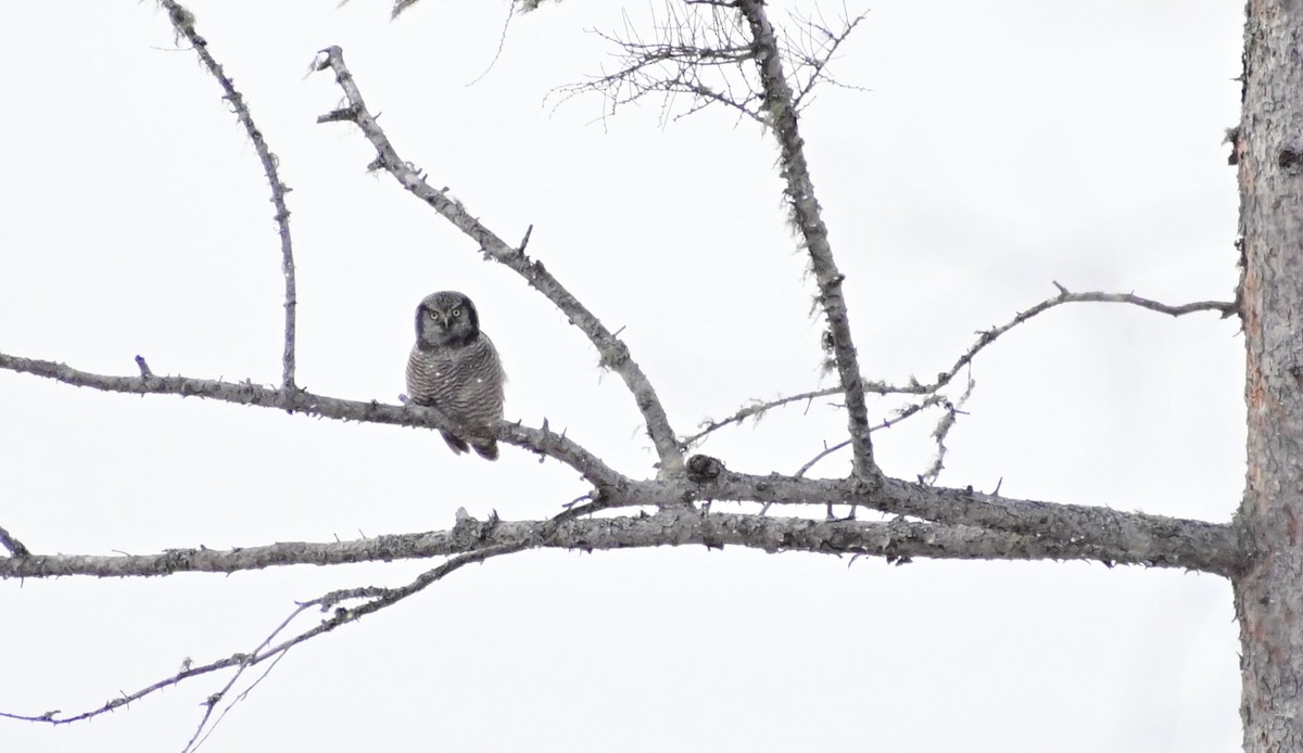 Northern Hawk Owl - James Barber