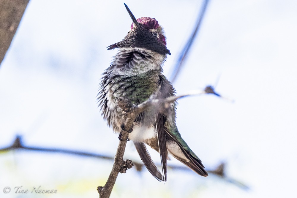 Anna's Hummingbird - Tina Nauman