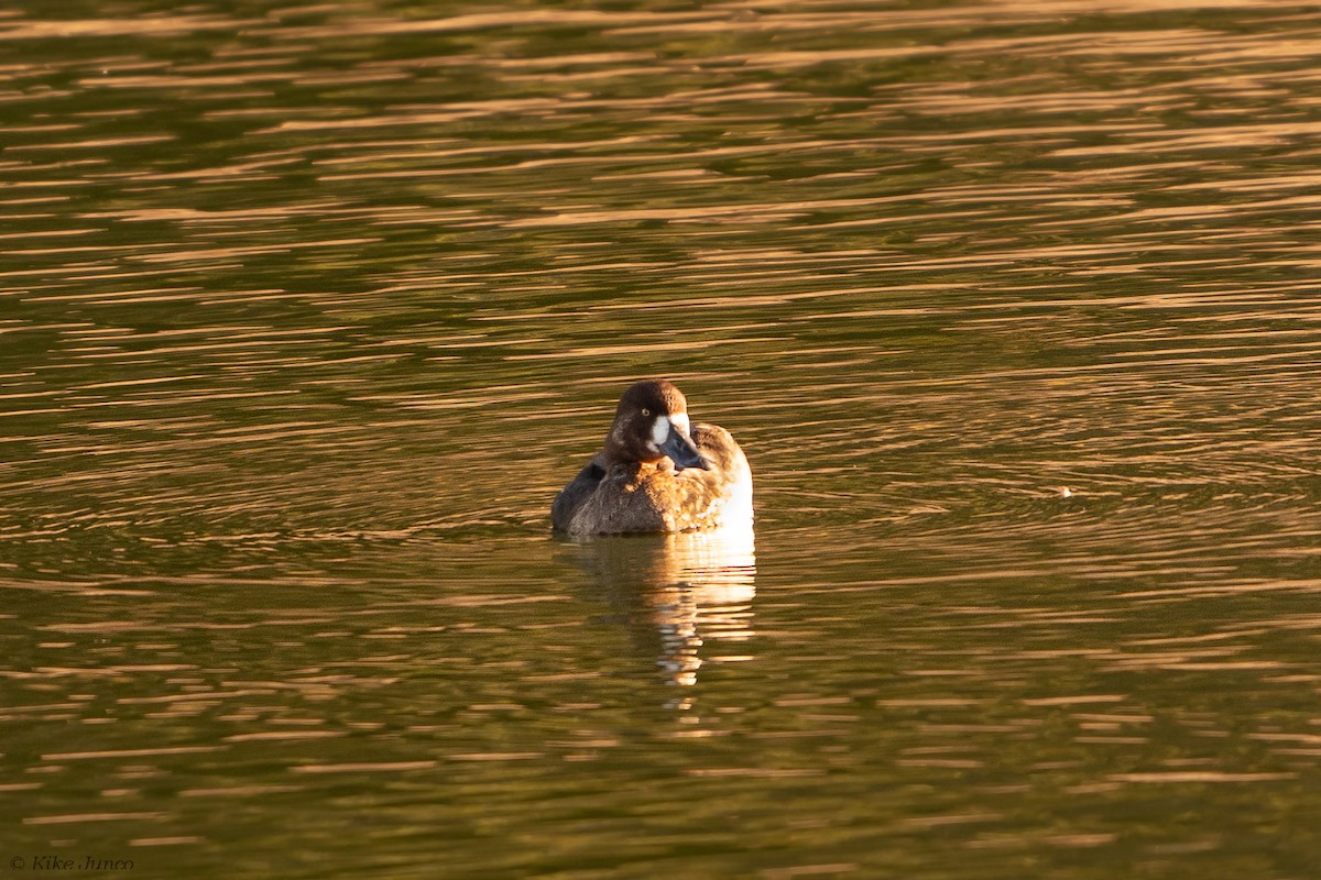 Greater Scaup - ML612453034