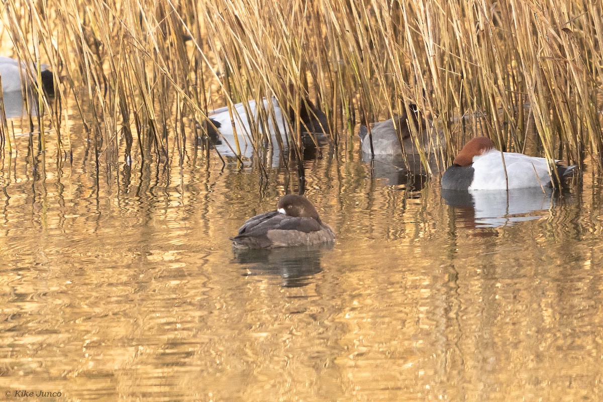 Greater Scaup - ML612453036