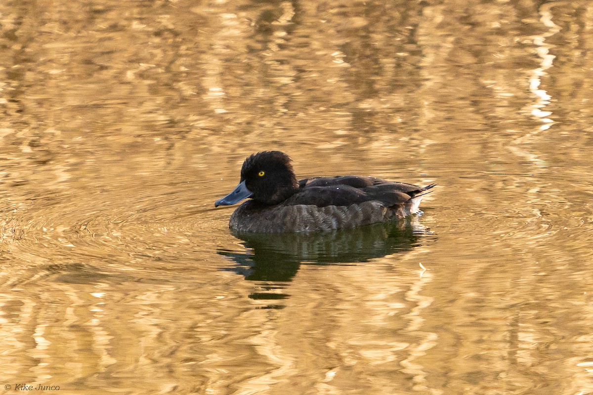 Tufted Duck - ML612453054
