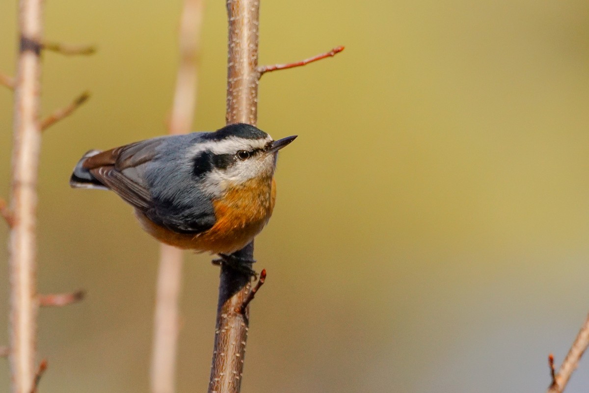 Red-breasted Nuthatch - ML612453529