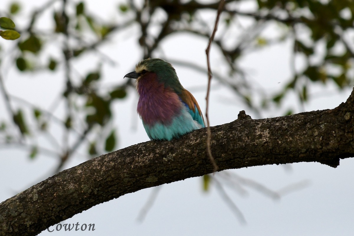 Lilac-breasted Roller (Lilac-breasted) - ML612453675