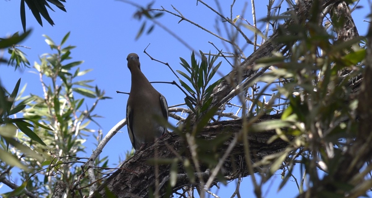 eBird Checklist 21 Nov 2023 Keys Gate Golf Course 5 species
