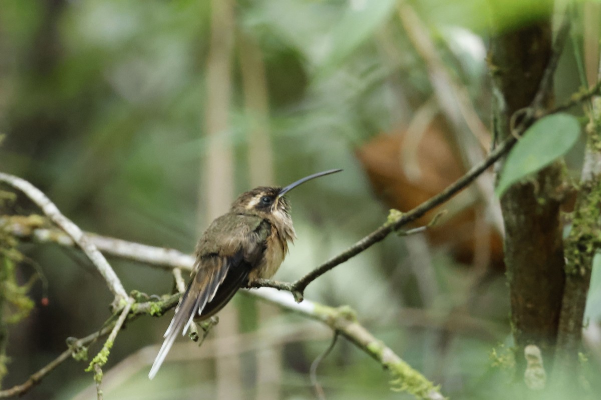 kolibřík temnohrdlý - ML612453960