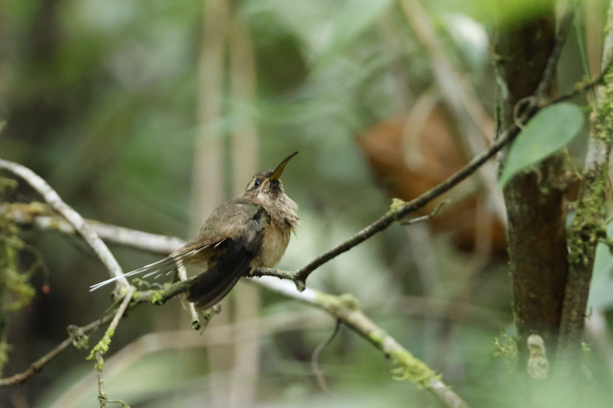 Тёмногорлый колибри-отшельник - ML612453961