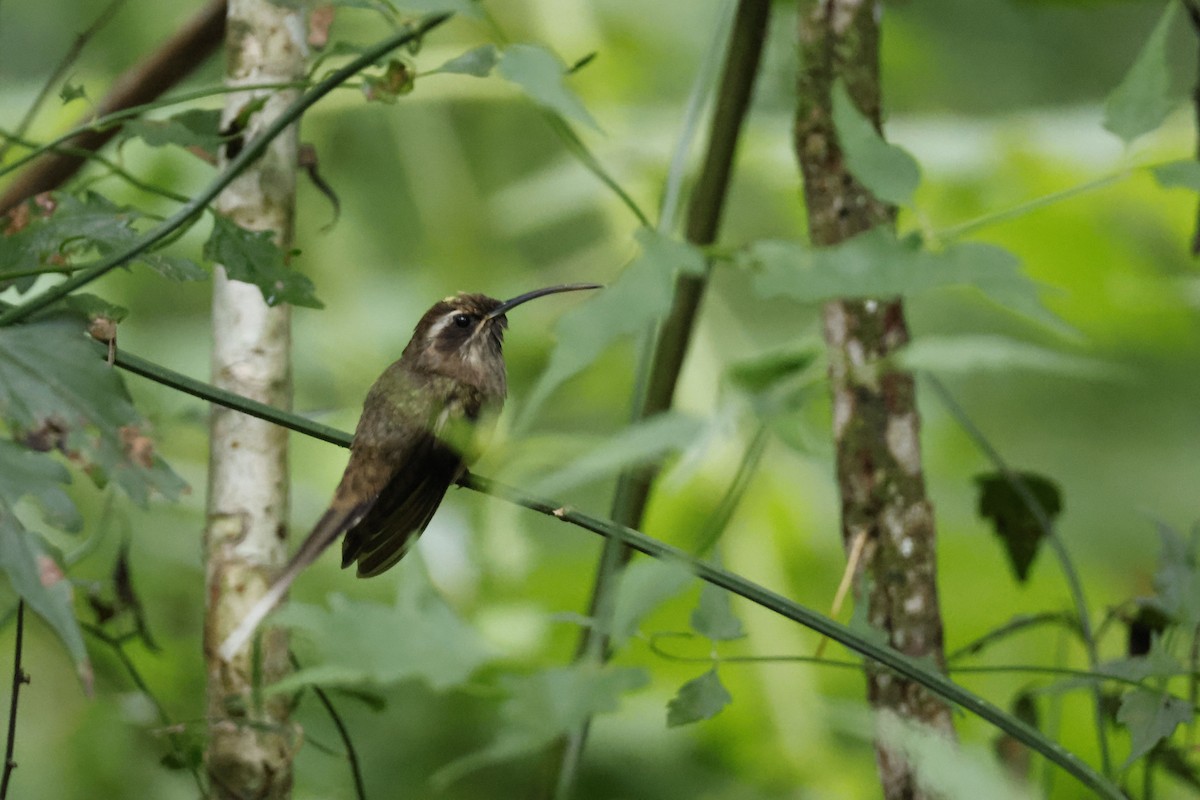 kolibřík temnohrdlý - ML612453967