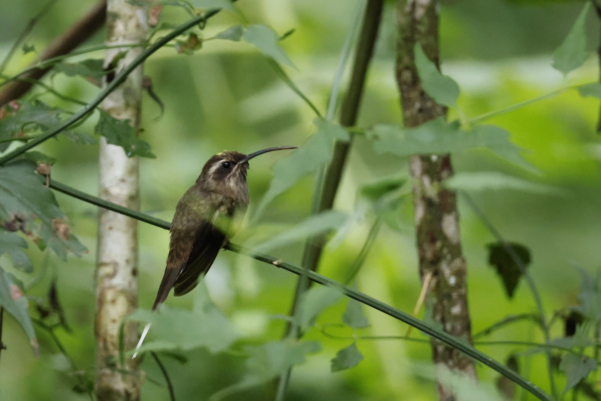 kolibřík temnohrdlý - ML612453968