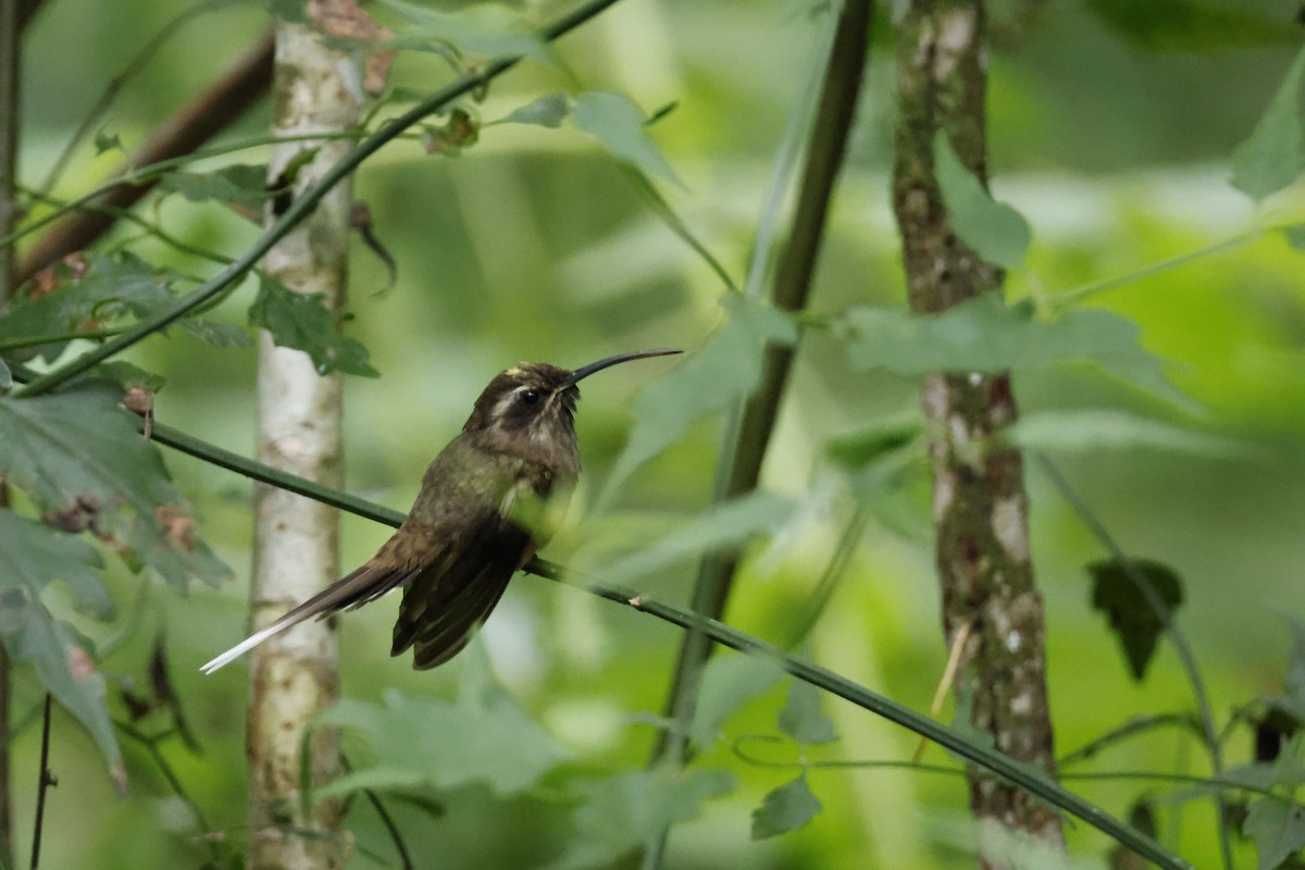 kolibřík temnohrdlý - ML612453969