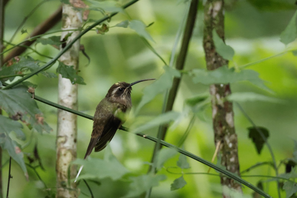 Тёмногорлый колибри-отшельник - ML612453970