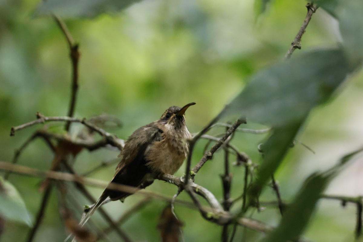 kolibřík temnohrdlý - ML612453976