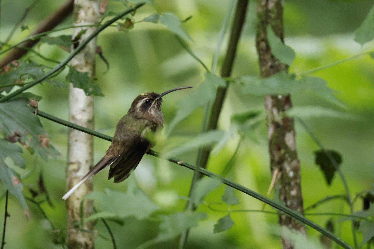 kolibřík temnohrdlý - ML612453977