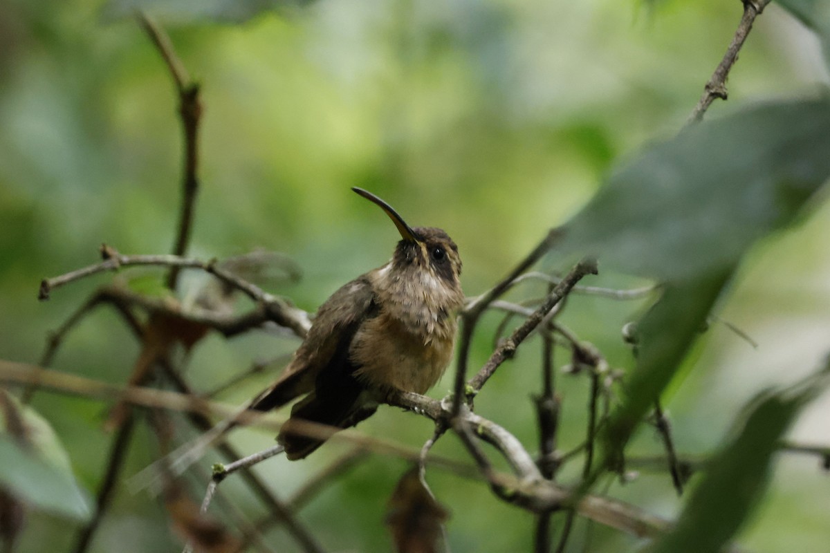 kolibřík temnohrdlý - ML612453978