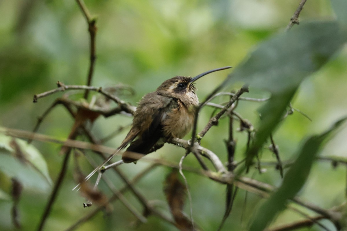 kolibřík temnohrdlý - ML612453979
