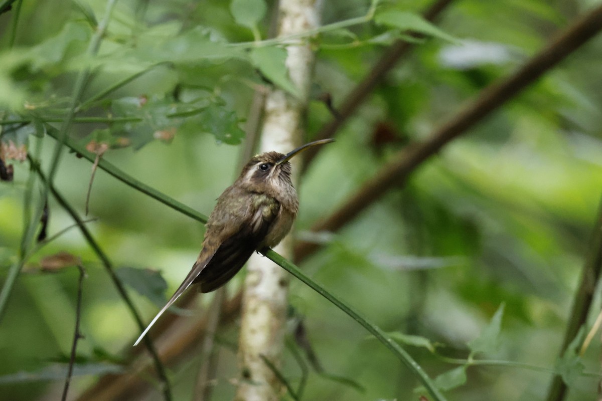 Тёмногорлый колибри-отшельник - ML612453981