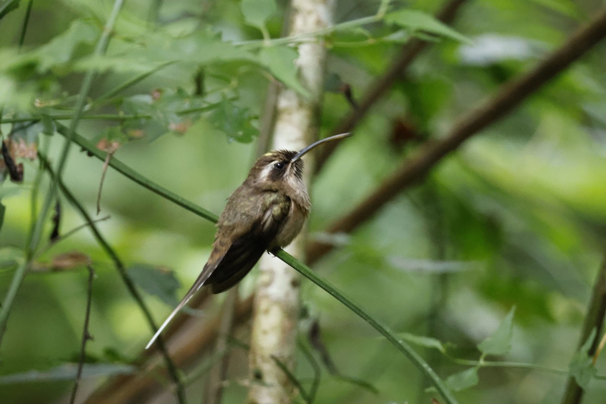 kolibřík temnohrdlý - ML612453982