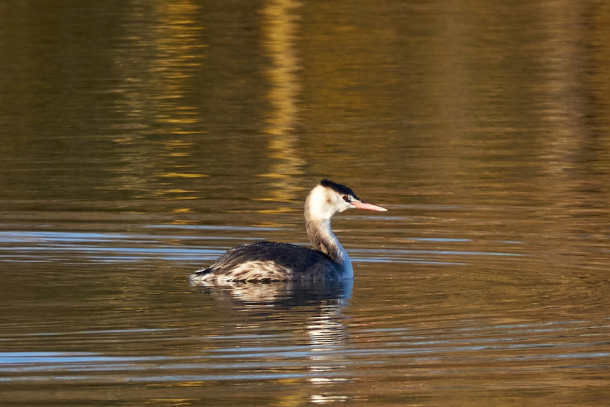 Great Crested Grebe - ML612454089
